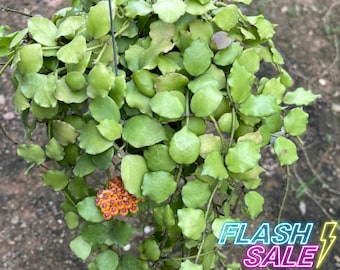 Hoya Endauensis Plant Live | Hoya Cuttings Hoya Endauensis | Rooted House Plants | Pet Safe Houseplants for Beginners | Hoya Starters