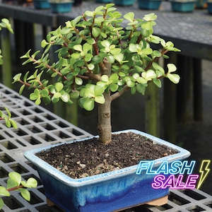 Rare Jade Tree - Etsy