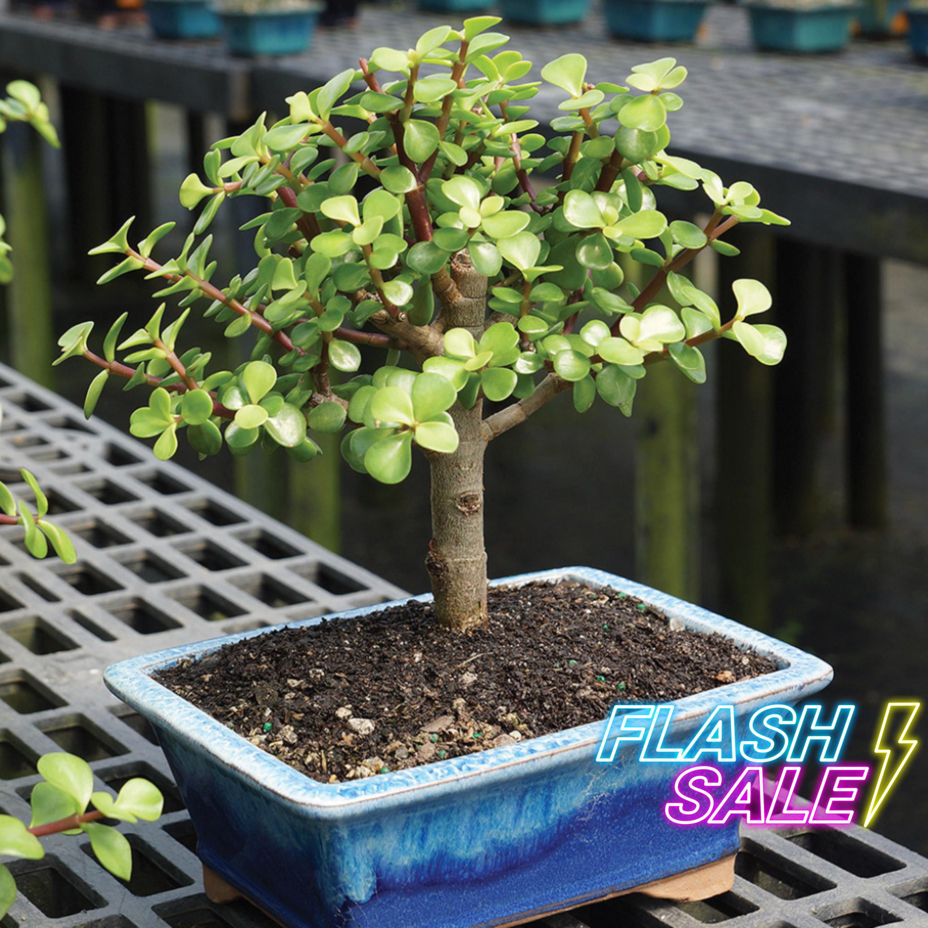 Starter Bonsai Kit - Etsy