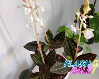 May include: A Ludisia discolor jewel orchid plant in a white pot, featuring dark velvety leaves with prominent light-colored longitudinal veins and tall, slender stalks topped with small white flowers. The text FLASH SALE is visible.