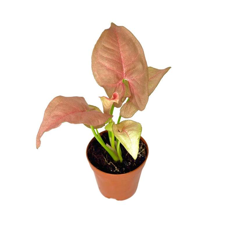 PlantCityUS Syngonium Neon Robusta Plant - Thumbnail 2