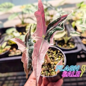 Alocasia Pink Nobilis - Etsy