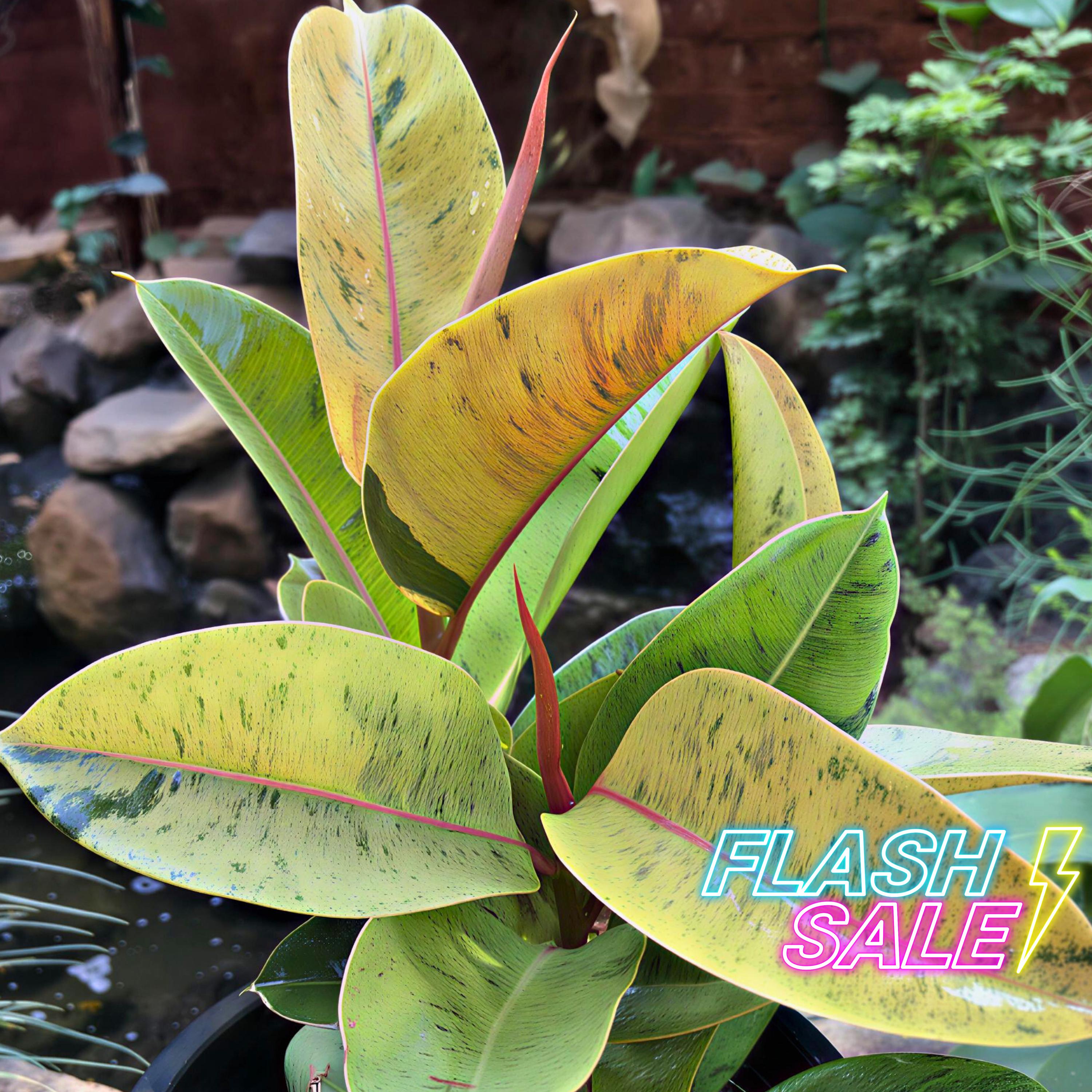 Ficus Shivereana Moonshine House Plant | Ficus Moonshine Live Plants ...