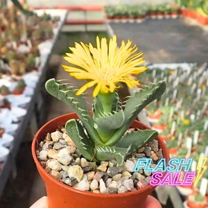 May include: A Faucaria tigrina succulent plant with thick, green, tooth-edged leaves and a vibrant yellow flower in full bloom, potted in a terracotta-colored container filled with small grey and white pebbles, featuring the text FLASH SALE.