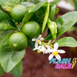 May include: Close-up of a lime tree branch with three green limes and white flowers with yellow centers. The leaves are a vibrant green. The image includes the text "FLASH SALE" in a neon style.