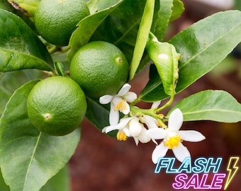 Persian Lime Citrus Fruit Tree House Plant | Lime Tree Live Plants | Indoor Houseplants Home Decor | Outdoor Garden Gifts | Starter Cutting