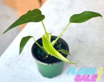 Monstera Burle Marx Flame Live Plant | Burle Marx Flame Starter Plants | Houseplants for Indoor Outdoor Garden | House Plants Albo Gift BMF