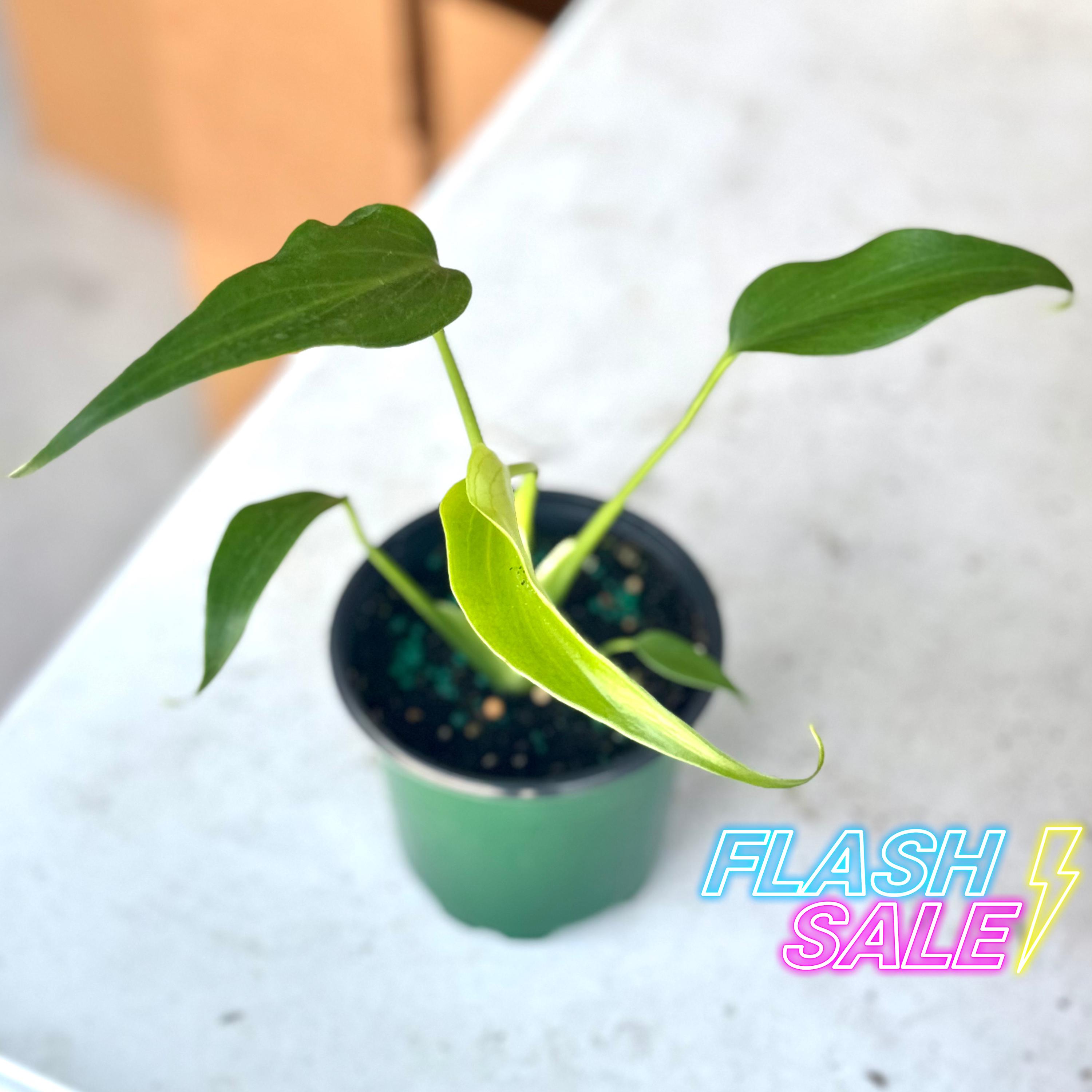 Monstera Burle Marx Flame Seed - Etsy