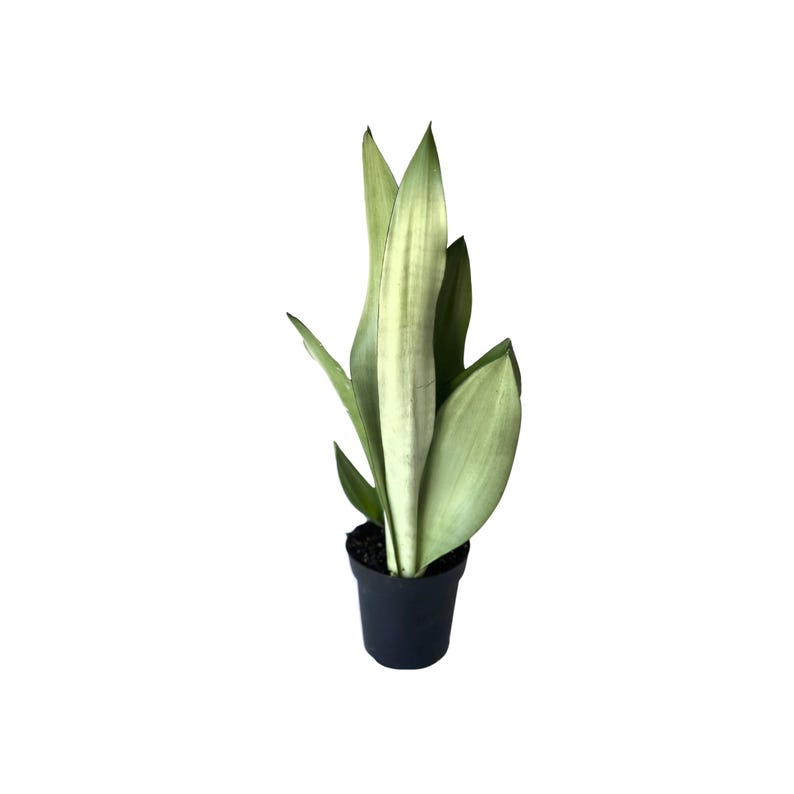 May include: A potted snake plant with variegated leaves in a black plastic pot. The leaves are light green with dark green stripes.