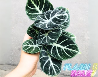 leafa(他の方は購入しないでください) new leaf and smaller than previous 3 : r/alocasia