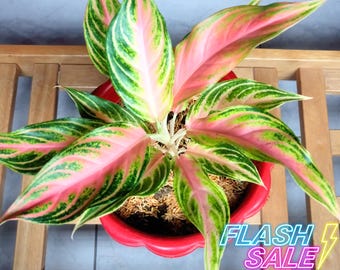 Aglaonema Anyamanee Tricolor Live Plant | Pink Variegata Aglaonema | House  Plants for Beginner | Houseplants for Indoor Outdoor Garden Gift - Etsy