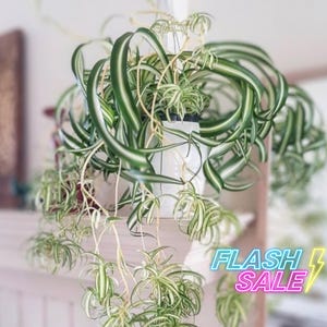Bonnie Spider Live Plant | Chlorophytum Bonnie Curly Spider Plant | Trailing Indoor Houseplants | Tropical House Plants | Gift for Beginner