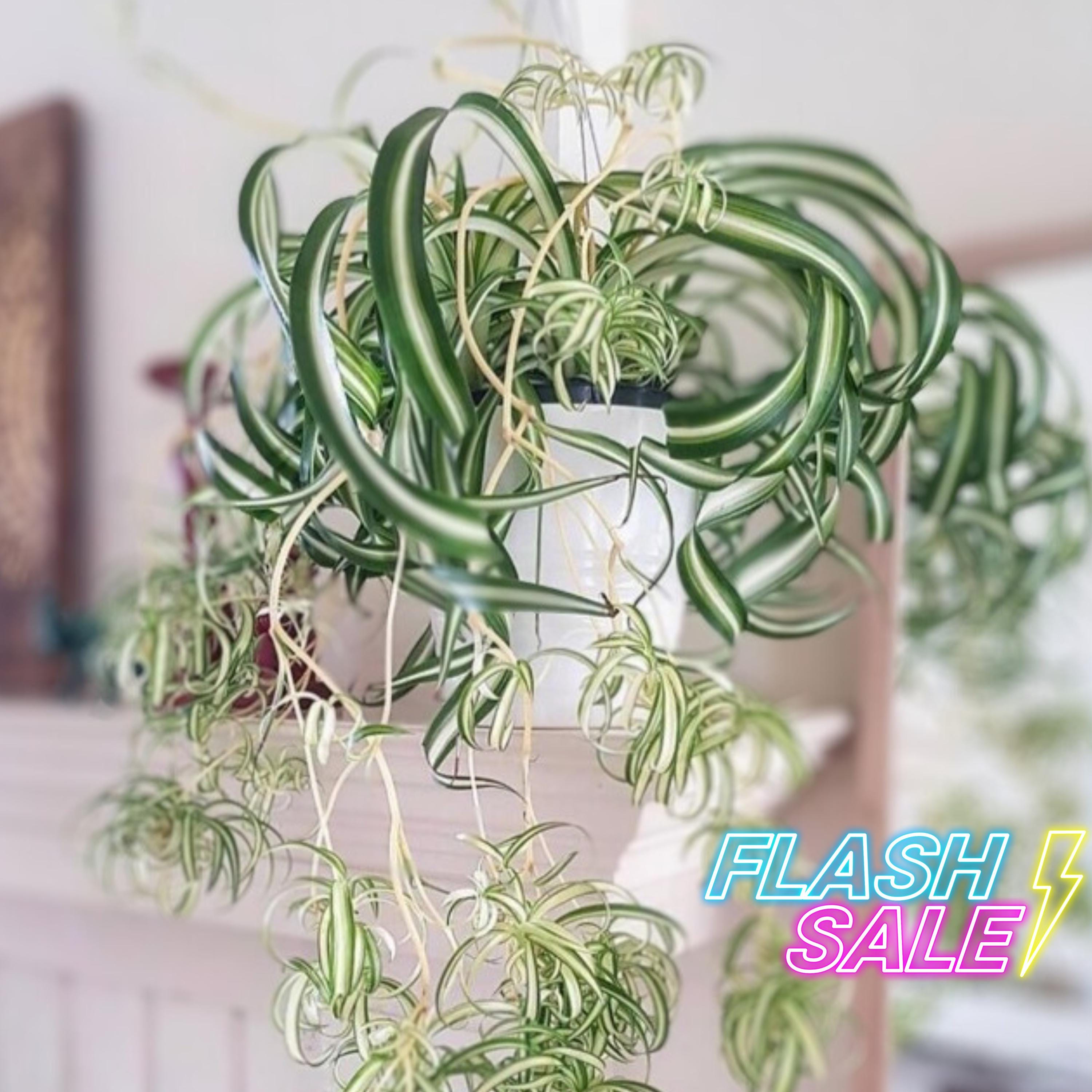 succulent green Medium Succulent
