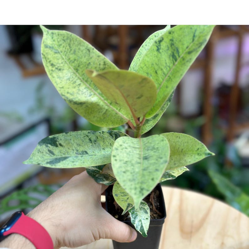 PlantCityUS Ficus Shivereana - Thumbnail 3