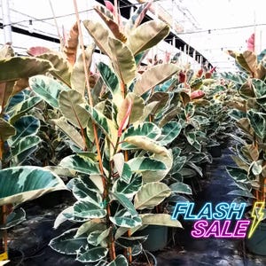 May include: Rows of variegated rubber plants with large, oval leaves in shades of green, white, and pink. The plants are in green pots, and the image includes the text "FLASH SALE" in neon colors.