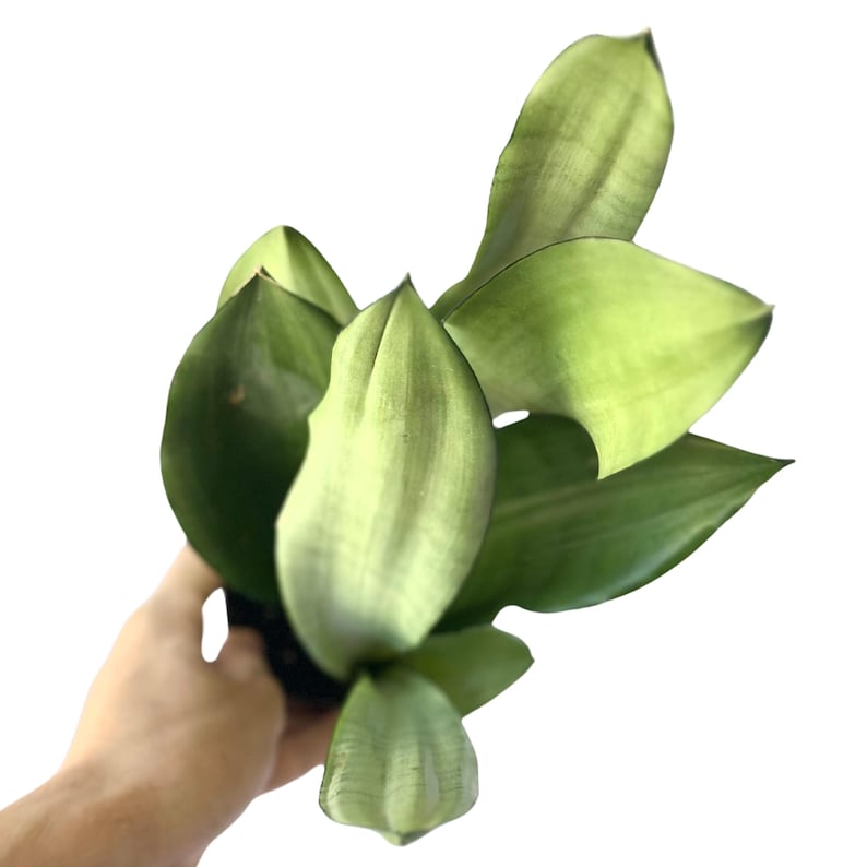 May include: A bunch of green and white snake plant leaves with a dark green stripe down the center of each leaf.