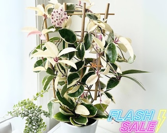 simple plant hanger diy Adjustable No Tassel Plant Hanger – Charmed By Knots
