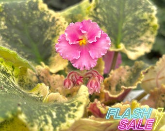 Assorted African Violets Variegated Plant Live | Saintpaulia Ionantha Plants | Starter House Plants | Easy Houseplants for Beginner Gifts