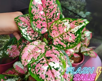 Pink Tricolor Aglaonema - Live Plant in a 4 Inch Pot - Aglaonema Pictum Tricolor - Extremely Rare Beautiful Indoor Houseplant - Nature's Artistry in