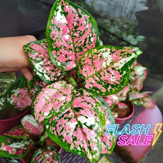 corn plant dracaena fragrans Cornstalk Corn Plant| Easy Care Indoor Corn Plant main image 0
