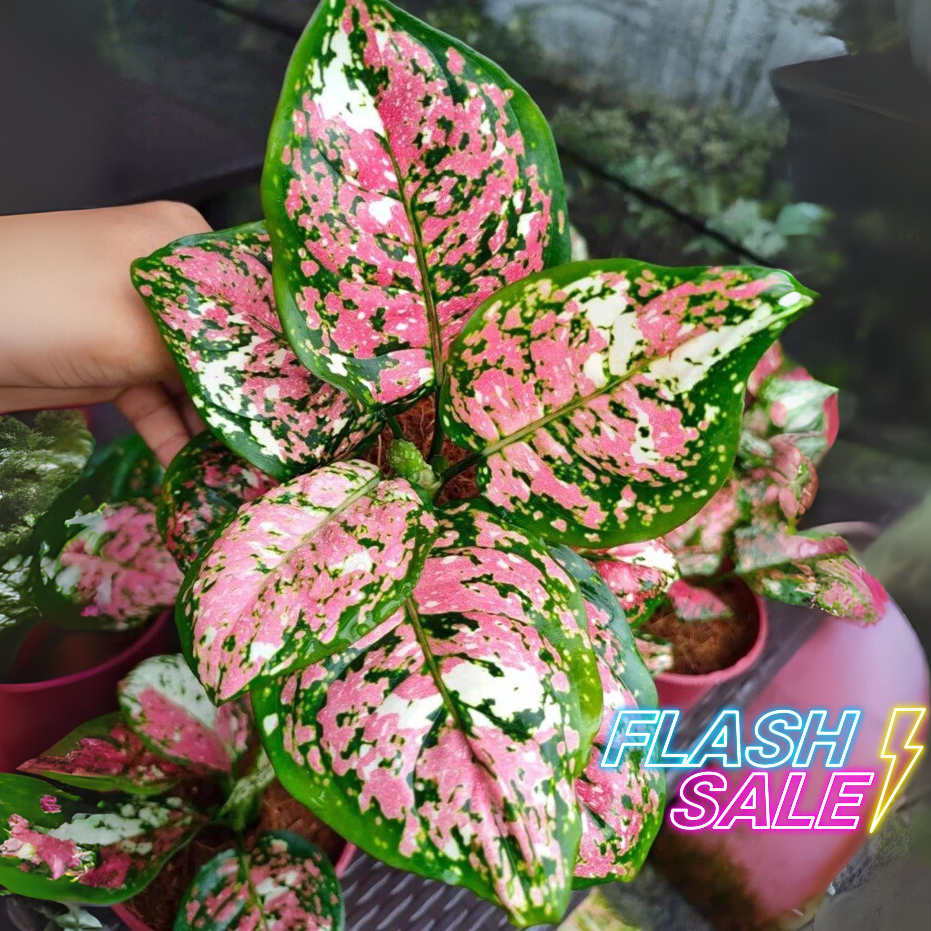 Pink Tricolor Aglaonema - Live Plant in a 4 Inch Pot - Aglaonema Pictum Tricolor - Extremely Rare Beautiful Indoor Houseplant - Nature's Artistry in