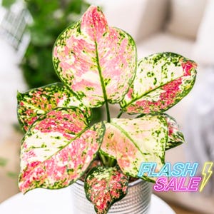 Aglaonema Anyamanee Pink Tricolor - Etsy