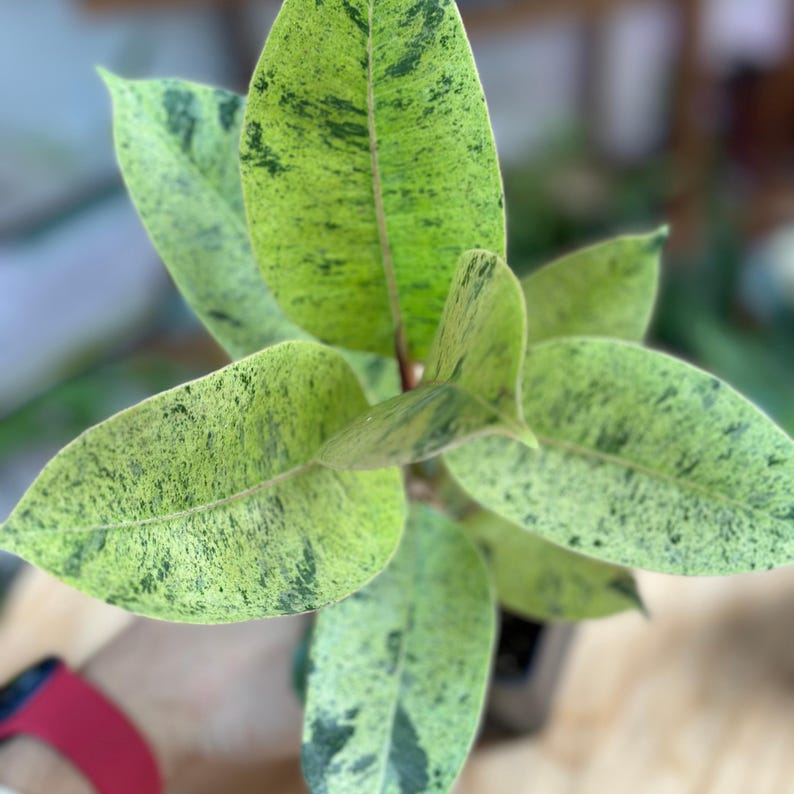 PlantCityUS Ficus Shivereana