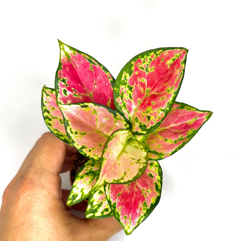 Aglaonema Pink Beauty Plant