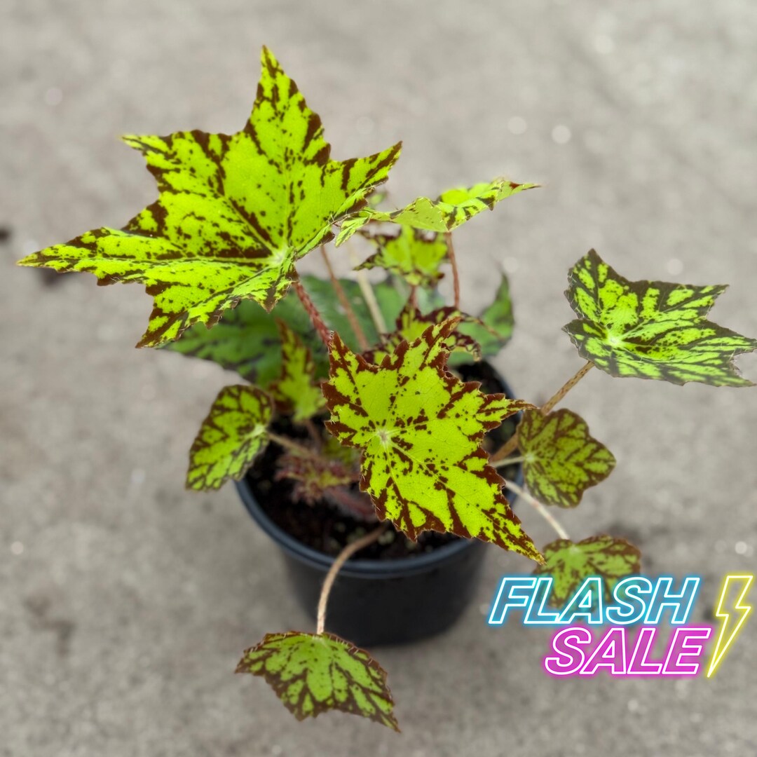 Begonia Geometry House Plant | Begonias Rex Mature Live Plant | Unique ...