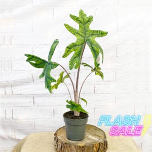 May include: A potted Alocasia plant with large, textured green leaves and a dark green pot. The plant sits on a wooden base against a white brick wall. The image includes the text "FLASH SALE" in neon colors.