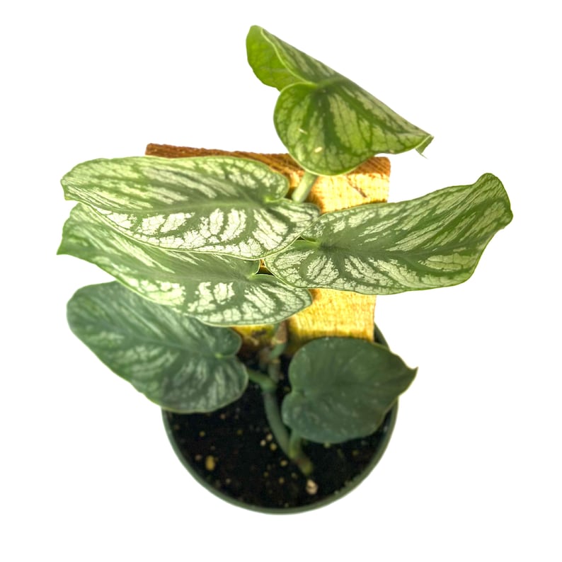 PlantCityUS Monstera Dubia Plant - Thumbnail 5