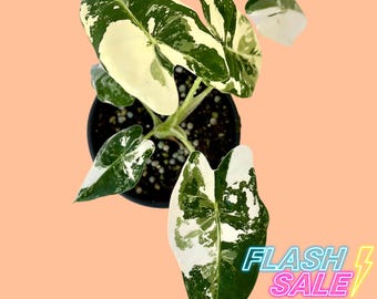 Variegated Alocasia Frydek Live Plant | Variegated Green Velvet Alocasia House Plants | Rooted Indoor Large Starter Houseplants | Rare Gifts