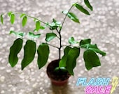 Lucky Bean House Plant | Erythrina Lysistemon Live Plants | Rare Indoor Houseplants Home Decor | Outdoor Garden Gifts | Starter Cutting