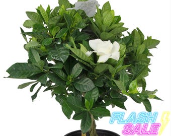 Gardenia Live Plant | Bushy Gardenia Plants | House Plants for Beginner |  Perennial Houseplants for Kitchen Indoor Outdoor Garden Jasmine - Etsy