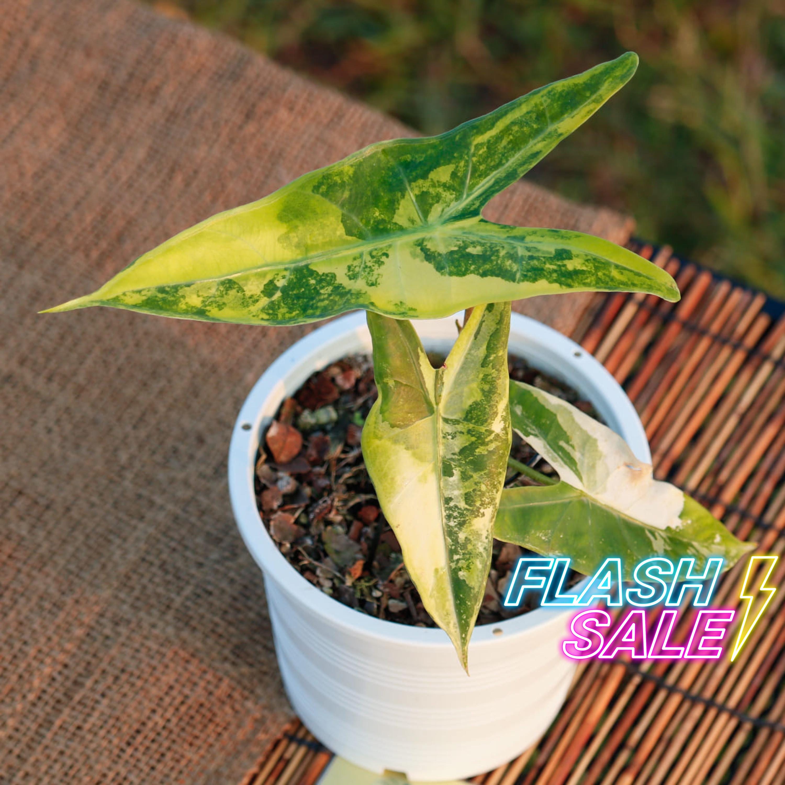 Alocasia Cuprea Pink Mint Variegated - Etsy