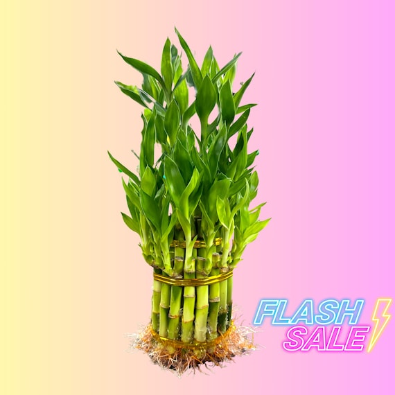 lady slipper plant succulent Pedilanthus Macrocarpus 5 Gal Green main image 1
