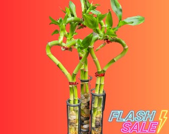 grow bulbs for indoor plants GLOWRIUM Full Spectrum Plant Grow Lights (60 in) 36W Hanging and Standing  Auto-Timer Wide Area Coverage in Indoor Plants-G3 main image 1