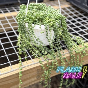May include: A green string of pearls succulent plant in a white pot with a hanging wire. The plant is hanging over a wooden surface with a wire mesh.