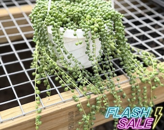 String of Pearls Long Succulent Plant | Curio Rowleyanus Trailing Succulents | Cacti Indoor Houseplant | Beginner Hanging Live Plant Gifts