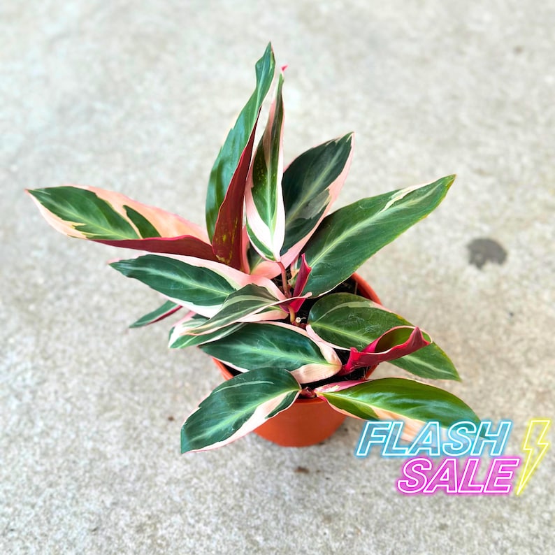 PlantCityUS Stromanthe Triostar - Thumbnail 2