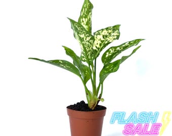 Aglaonema Brevispathum House Plant | Aglaonema Easy Care Live Plants | Beautiful Indoor Plants | House Plants Gifts | Rare Houseplants