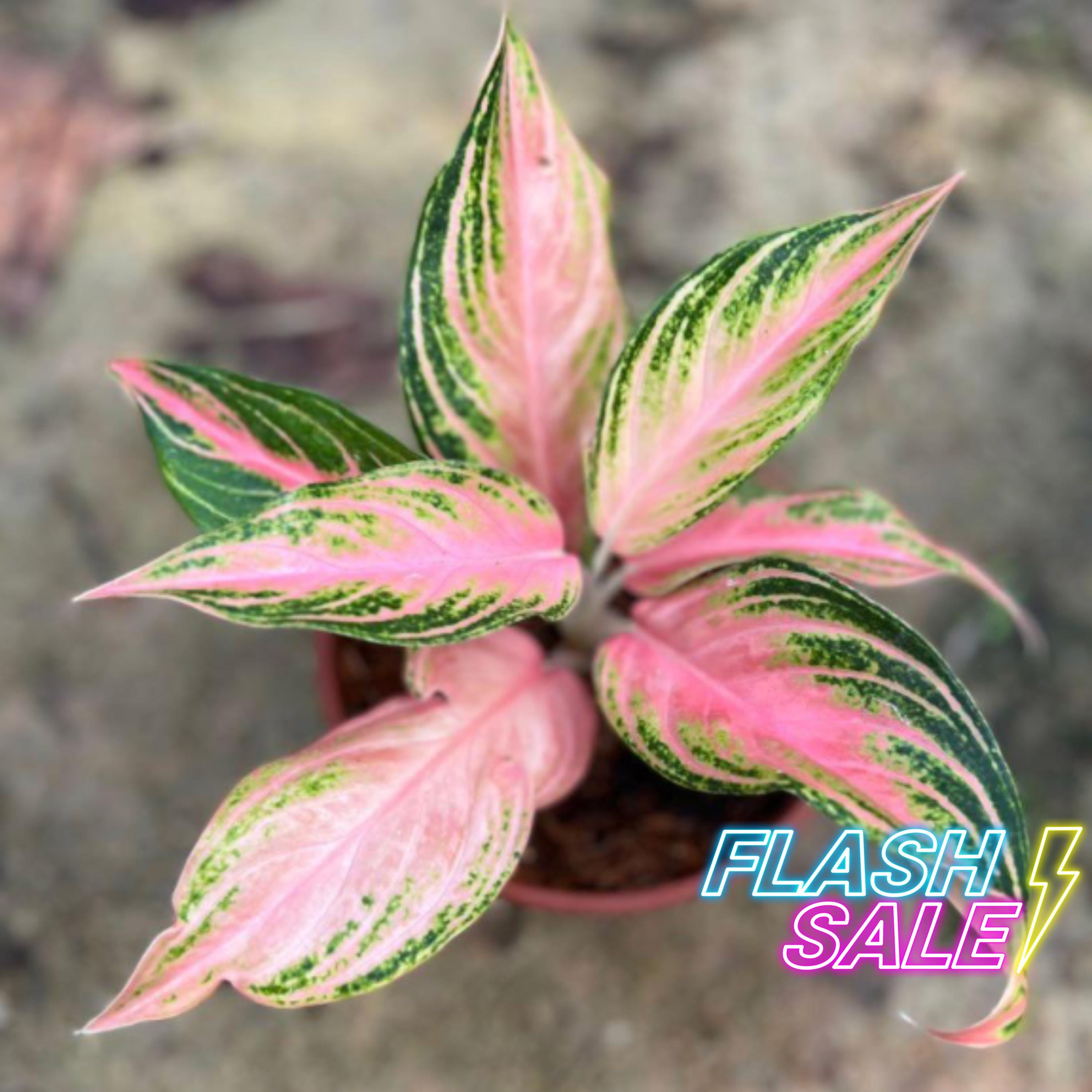 Assorted Aglaonema Chinese Evergreen Lush Pack Live House Plants | Tropical  Houseplants Bundle | Indoor Rooted Pictum Tricolor Plant - Etsy