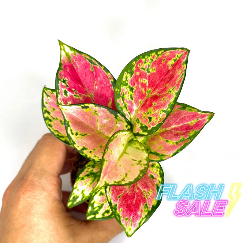 Aglaonema Pink Beauty Plant - Thumbnail 4