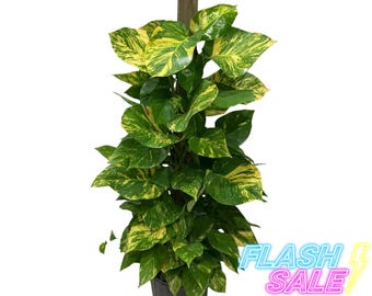 monstera albo for sale Monstera Albo – PKP Garden main image 1