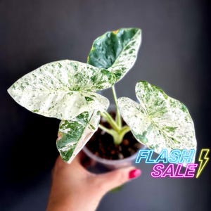 Alocasia Cuprea Mint 2本 Alocasia Cuprea Pink Mint Variegated - Etsy