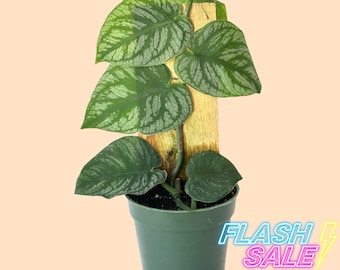 Monstera Dubia Live Plant | Monstera Dubia Shingle Plants | Fully Rooted Climbing House Plants Indoor | Silver Houseplants | Albo Monstera