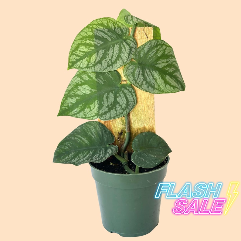 PlantCityUS Monstera Dubia Plant - Thumbnail 4