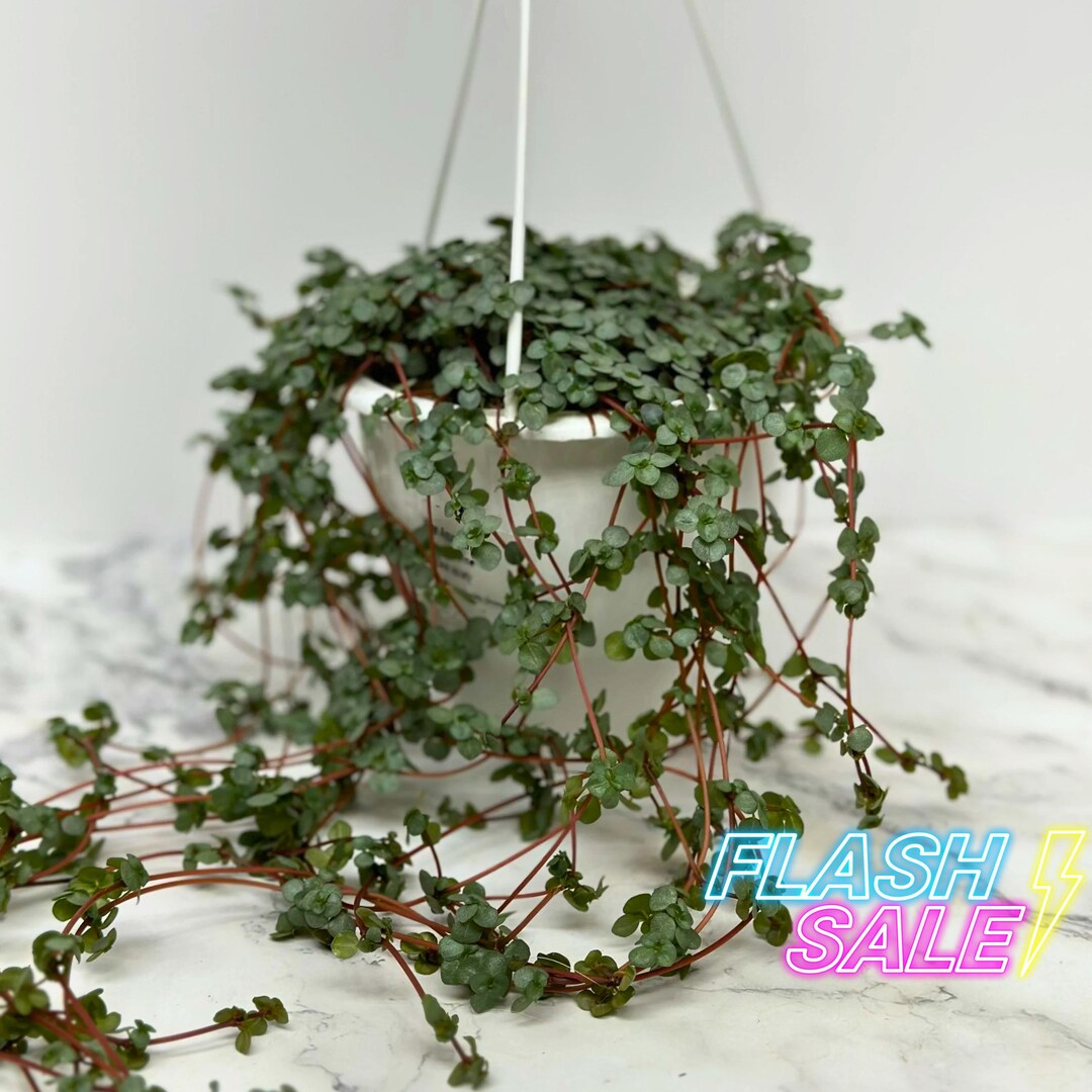 Pilea Glauca Aquamarine House Plant | Pileas Live Plants Full Basket ...