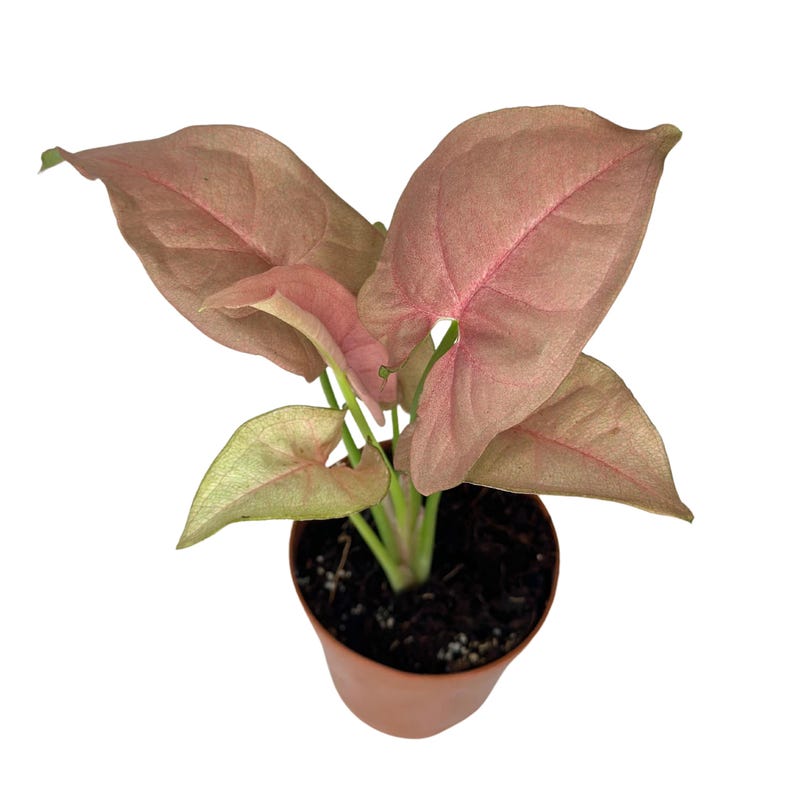 PlantCityUS Syngonium Neon Robusta Plant