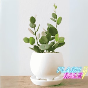 May include: A small, potted plant with round, green leaves in a white ceramic pot with a white saucer. The plant is sitting on a wooden surface.
